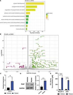 Dual targeting of glutamine and serine metabolism in acute myeloid leukemia